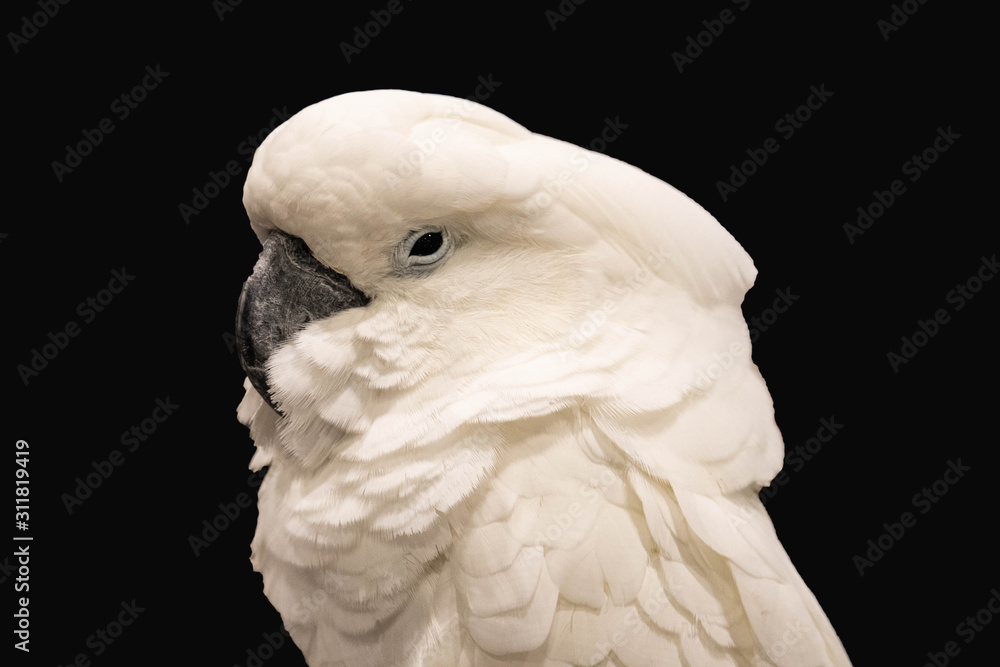 White crested cockatoo Isolated on black background