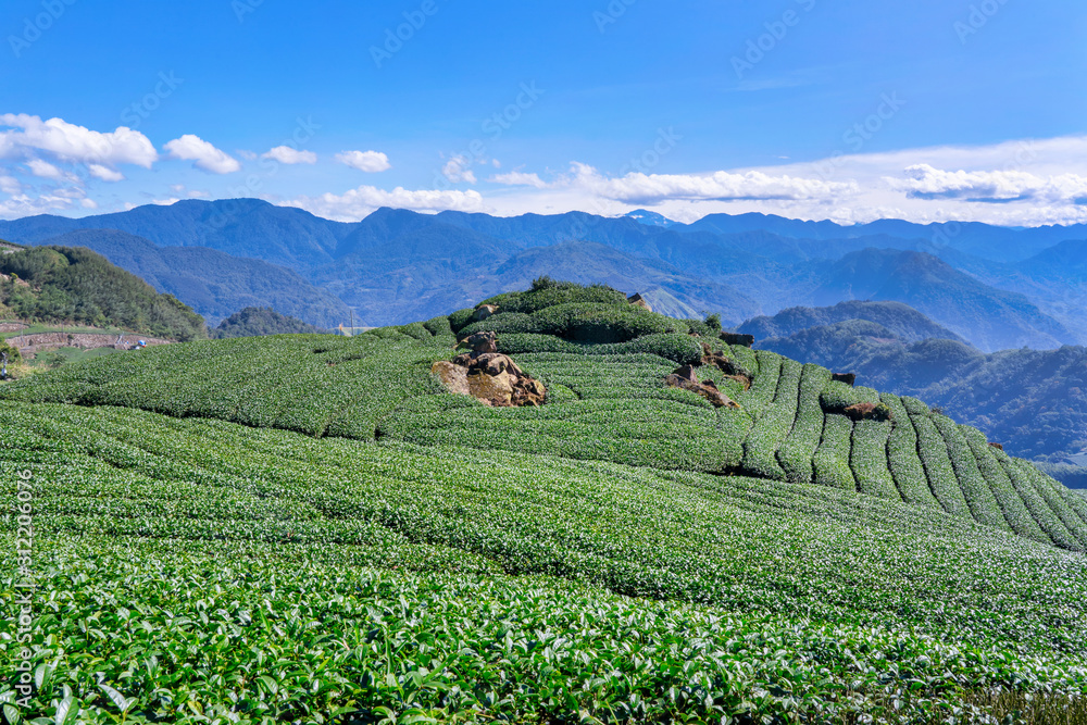 美丽的茶园排景，与蓝天白云隔绝，茶产品的设计理念