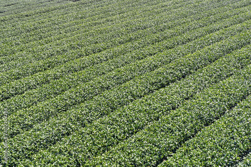 Beautiful tea garden rows scene isolated with blue sky and cloud, design concept for the tea product