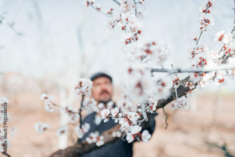 春季开花树。春季修剪概念。