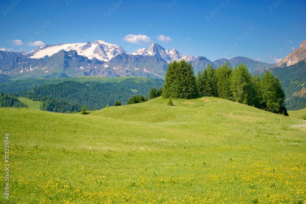 美丽的盛开的山地牧场，意大利多洛米蒂，欧洲阿尔卑斯山。