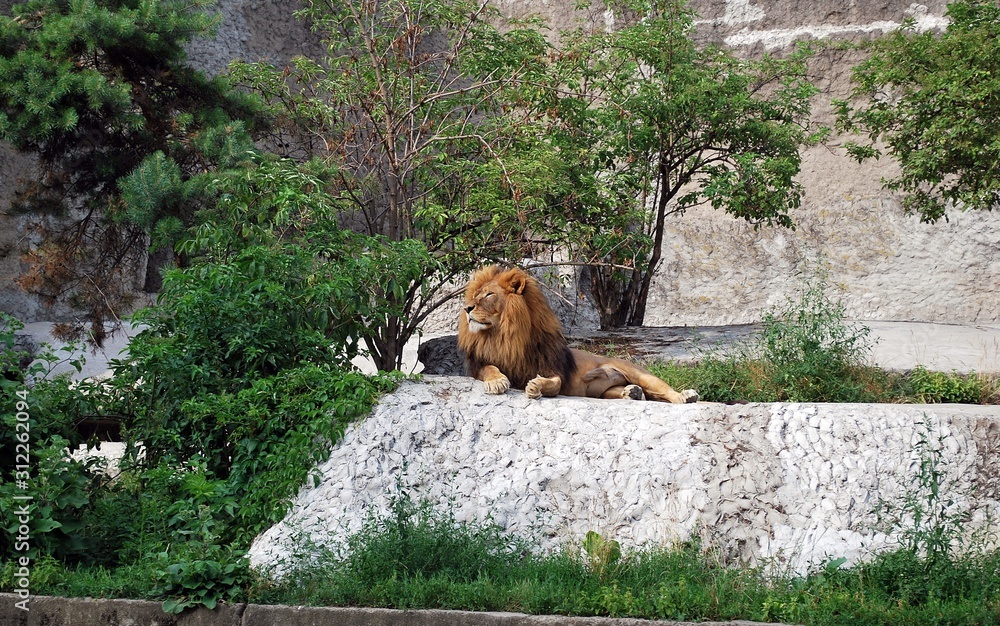 Lion in the zoo