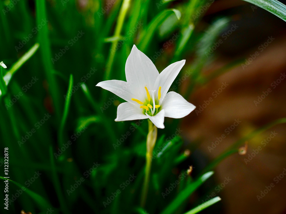 百花齐放的白花伞形花