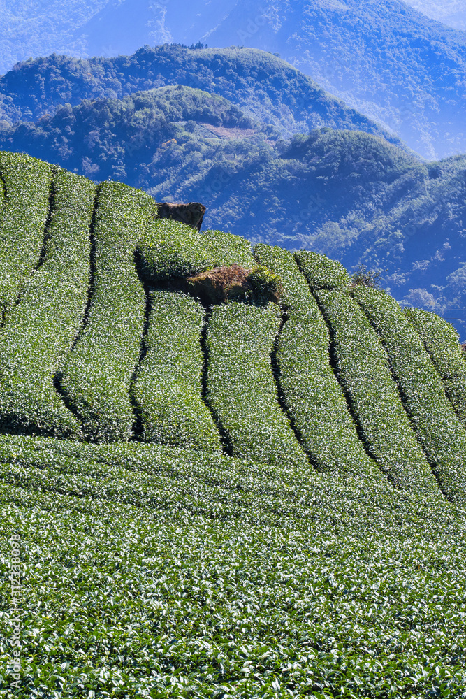 Beautiful tea garden rows scene isolated with blue sky and cloud, design concept for the tea product