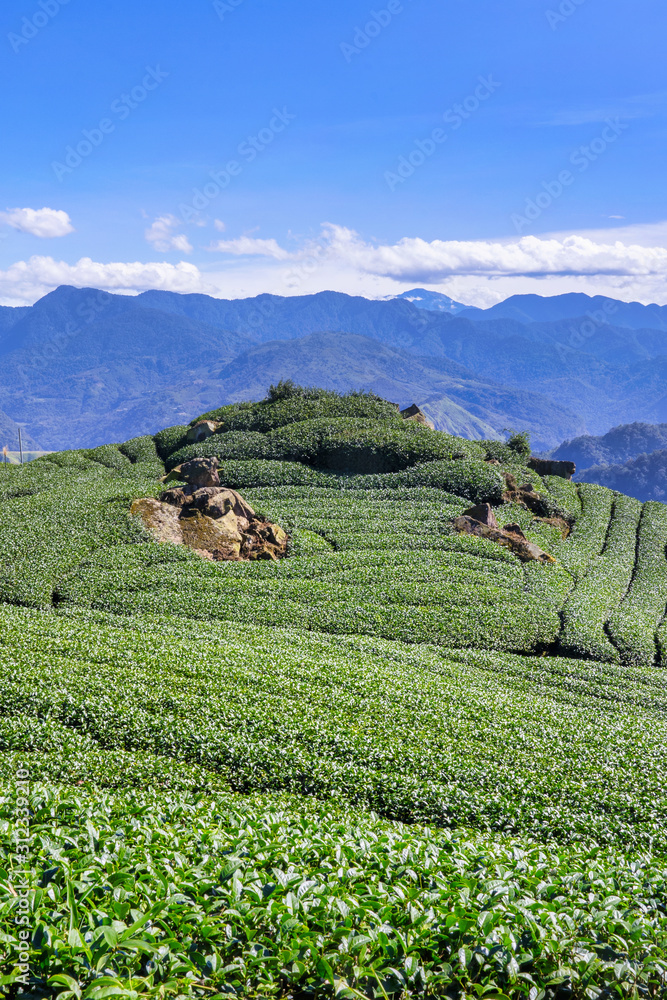 美丽的茶园排景与蓝天白云隔绝，茶产品的设计理念