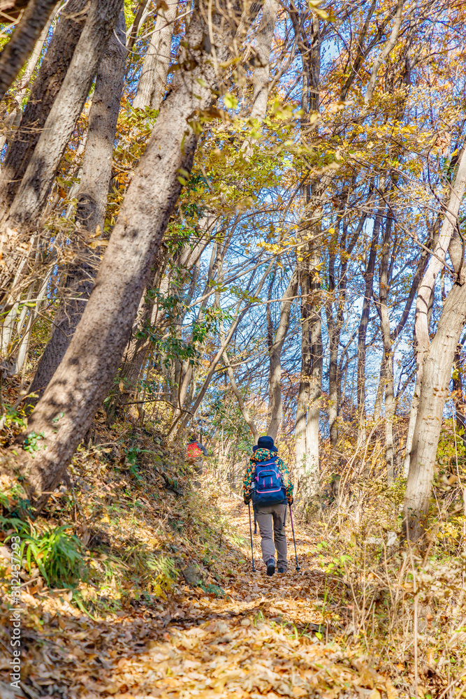 美しく紅葉した木と落ち葉の登山道