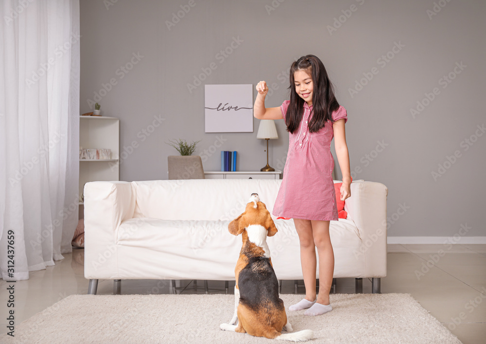 亚洲小女孩在家和可爱的小猎犬玩耍