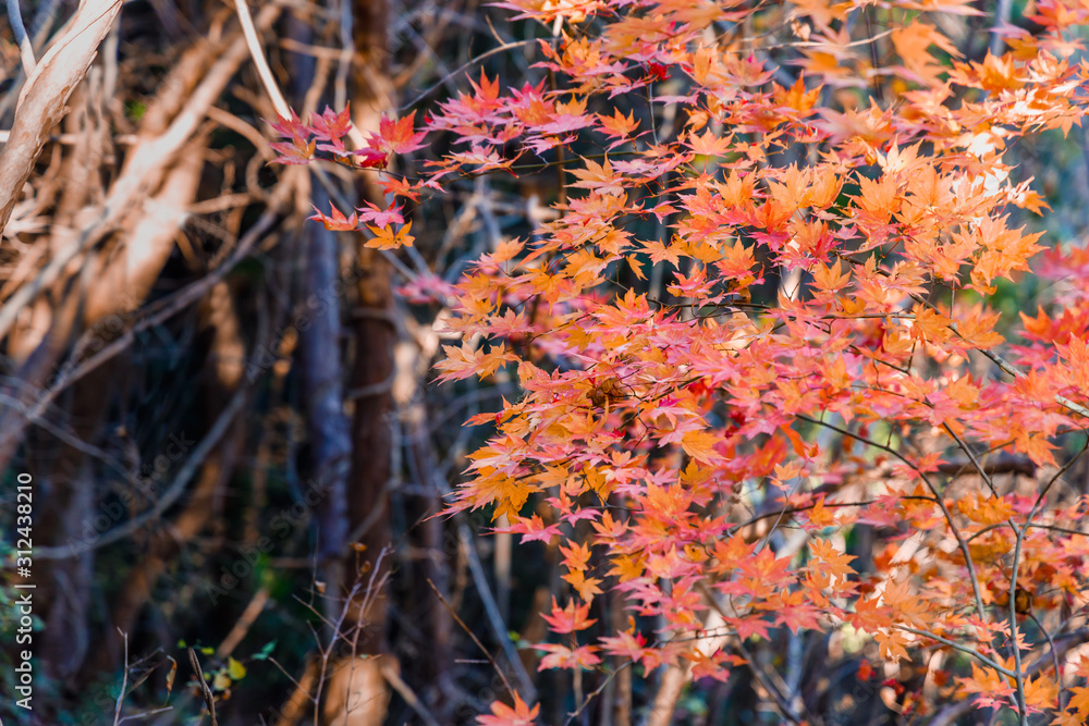 鮮やかに紅葉したカエデの葉っぱ