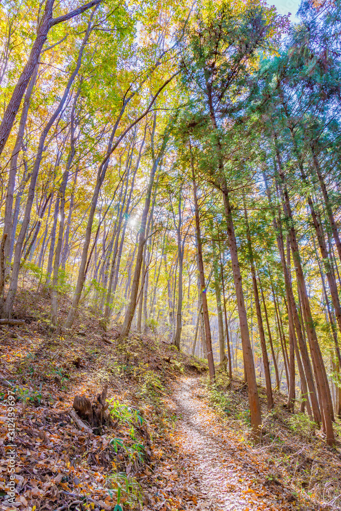 美しく紅葉した木と落ち葉の登山道