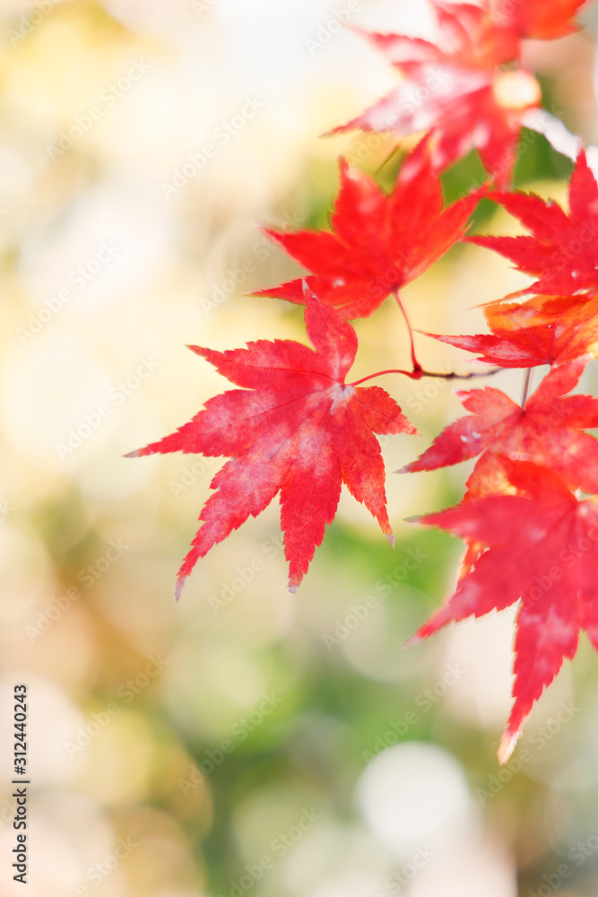 鮮やかに紅葉したカエデの葉っぱ