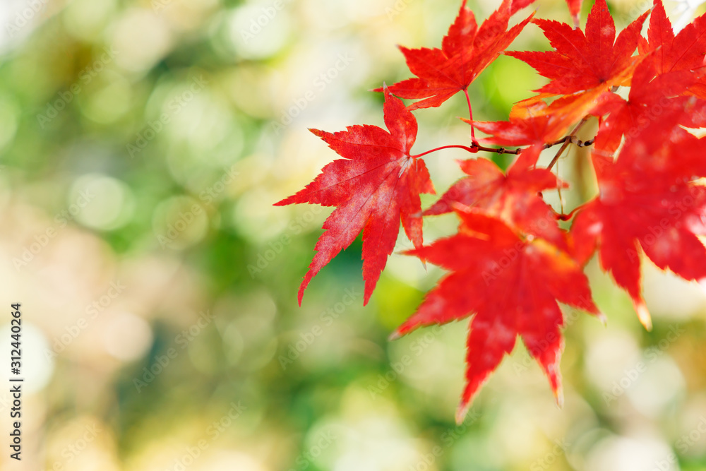 鮮やかに紅葉したカエデの葉っぱ