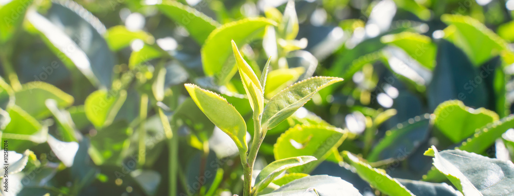 美丽的绿茶作物园，蓝天白云，清新的茶叶设计理念