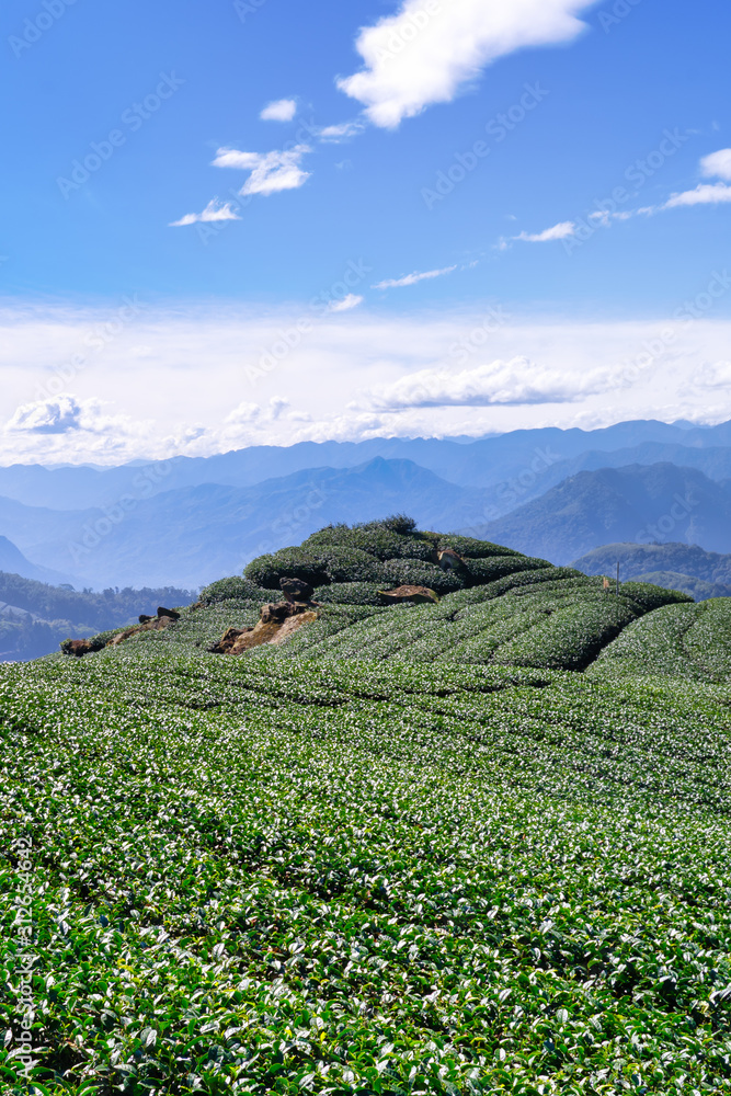 美丽的绿茶种植园，蓝天白云，清新茶的设计理念