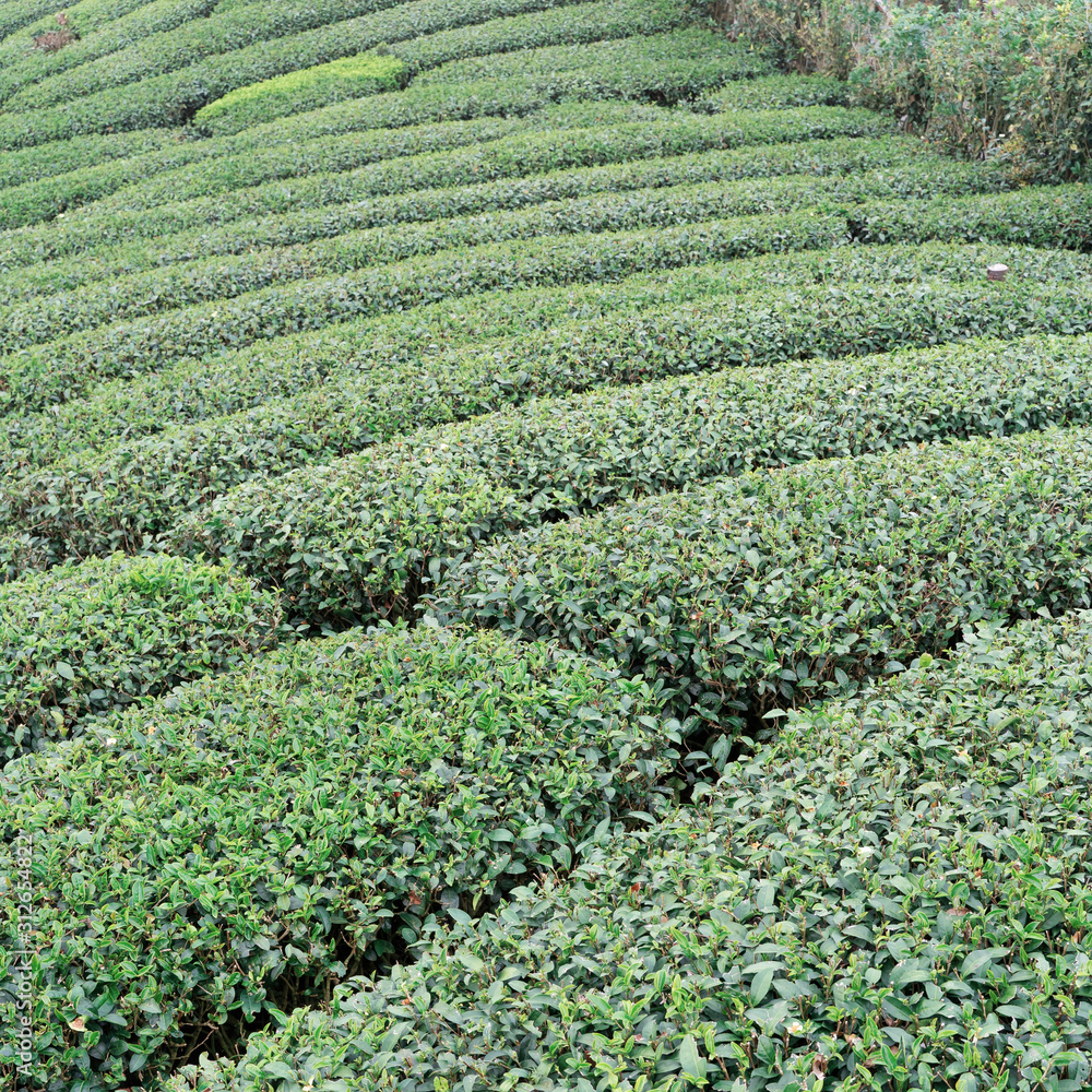 Beautiful green tea crop garden rows scene with blue sky and cloud, design concept for the fresh tea