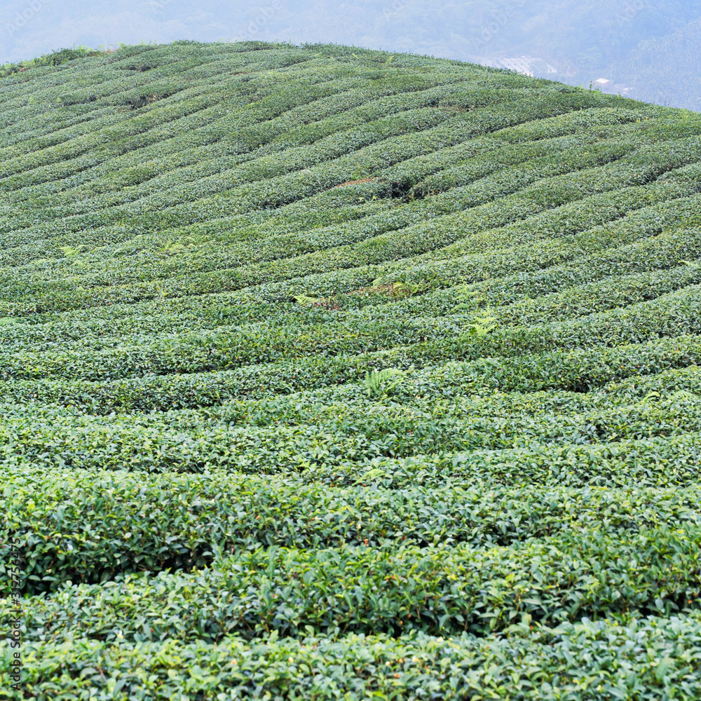 美丽的绿茶作物园，蓝天白云，清新的茶叶设计理念