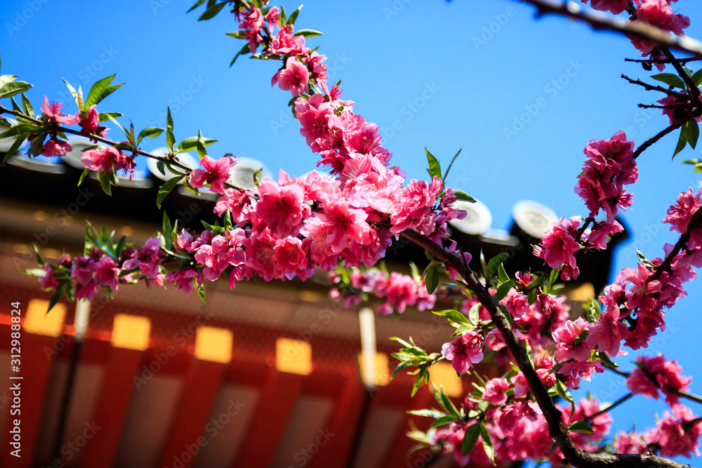 日本：盛开的樱花，背景是寺庙