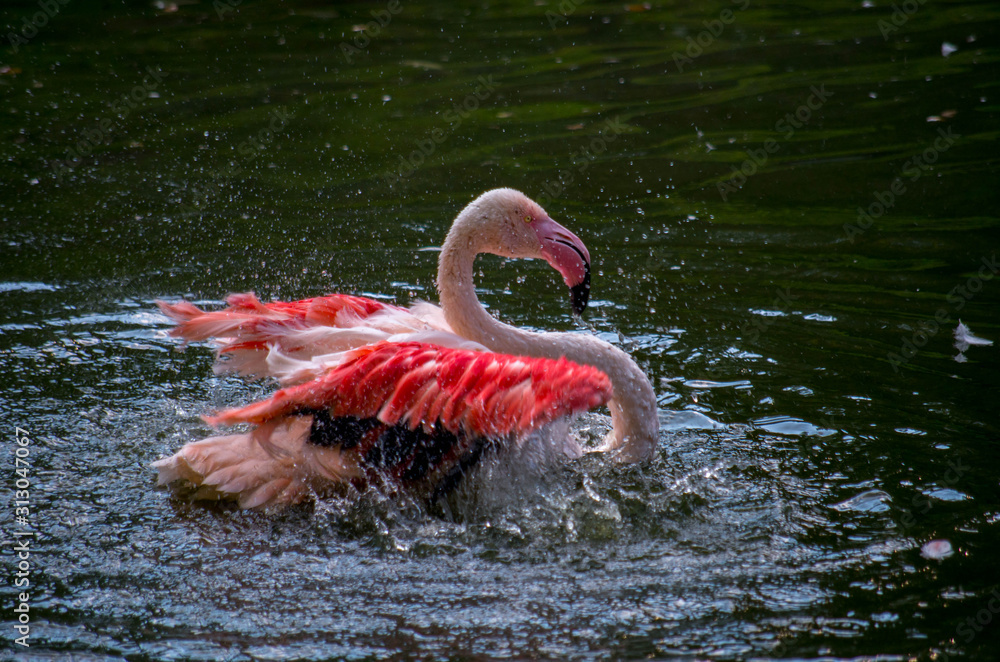 一只大火烈鸟（Phoenicopterus roseus）用淡水清洗羽毛