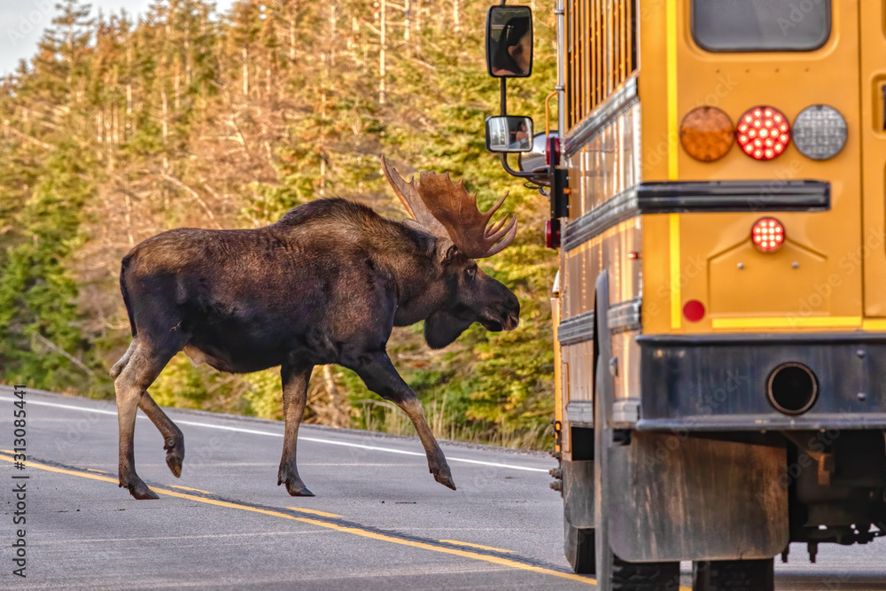 School bus stops for Moose