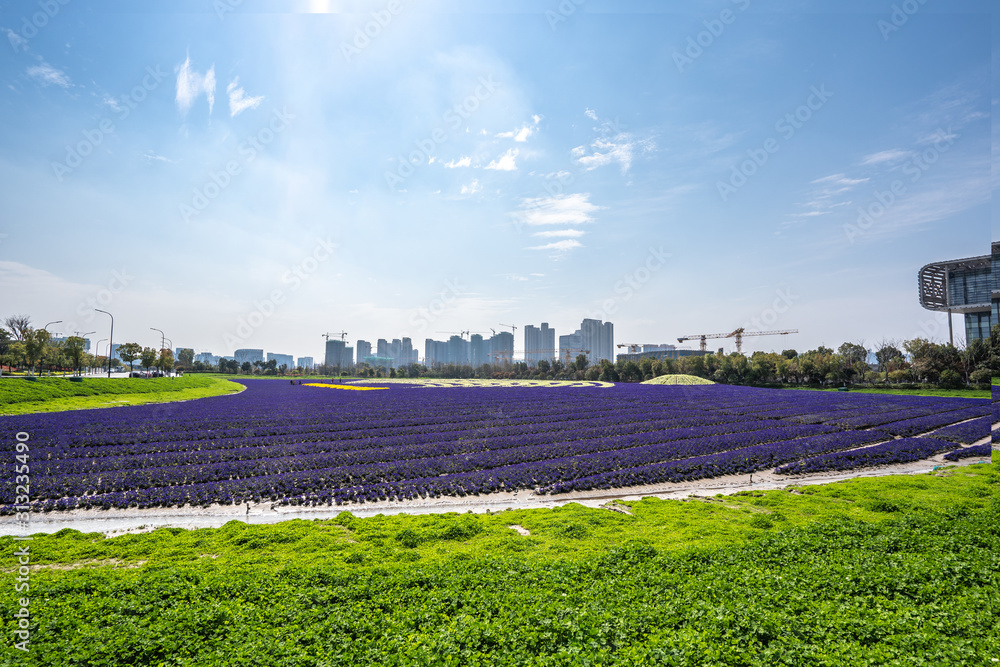 城市天际线之花