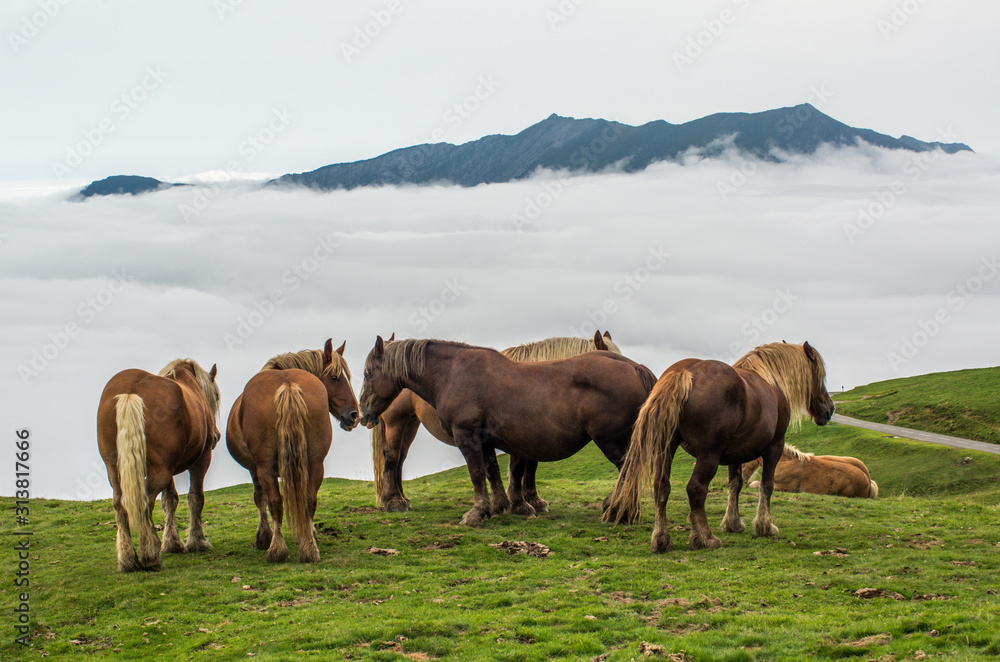 horse herd on misty mountain meadows