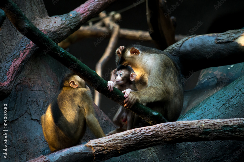 The southern pig-tailed macaque (Macaca nemestrina)