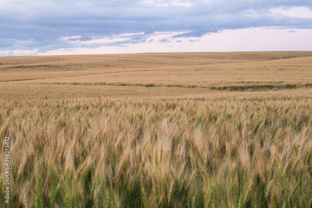 field of wheat