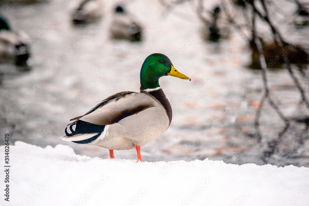 野鸭子站在河岸的雪地里