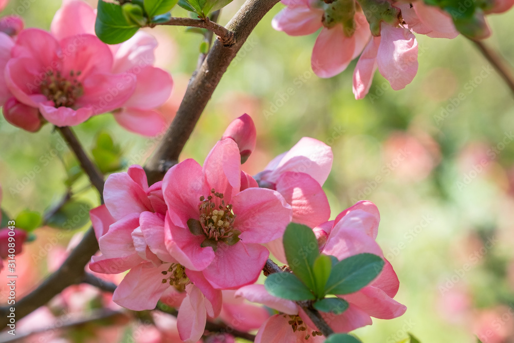 Chaenomeles x superba Pink Lady Detail Blüte