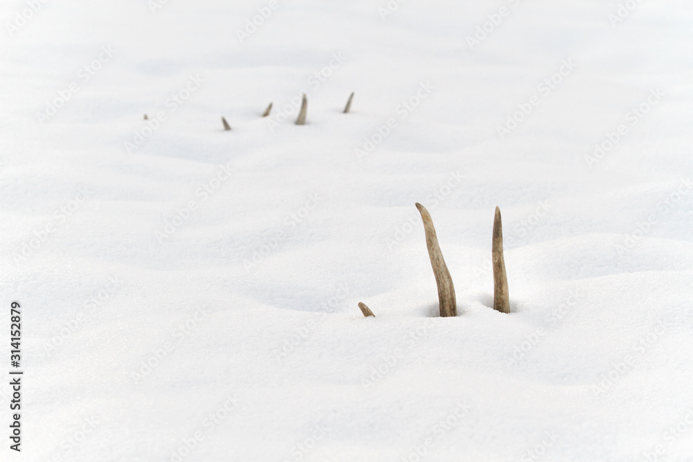 白尾鹿的鹿角被最近的降雪部分覆盖