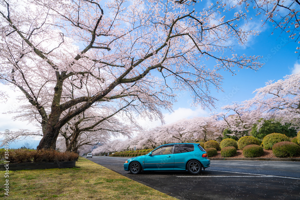 Beautiful view of Cherry blossom tunnel during spring season in April along both sides of the prefec