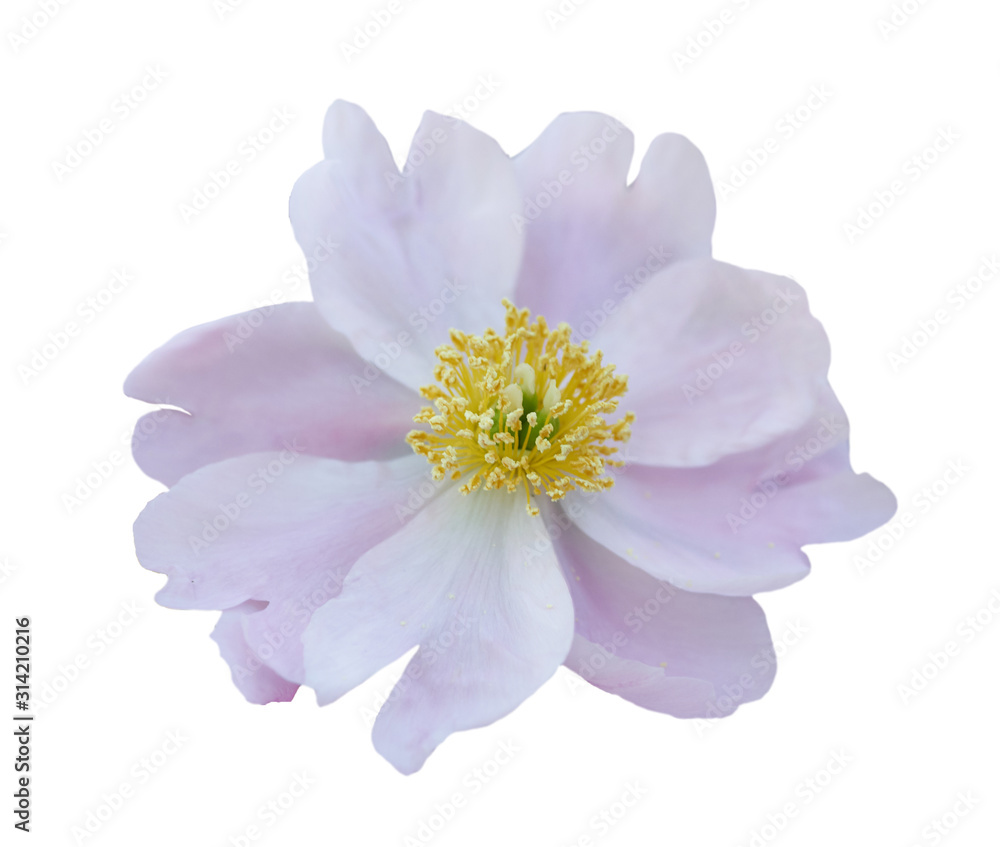 Beautiful peony flower on white background. Pink flower isolated.