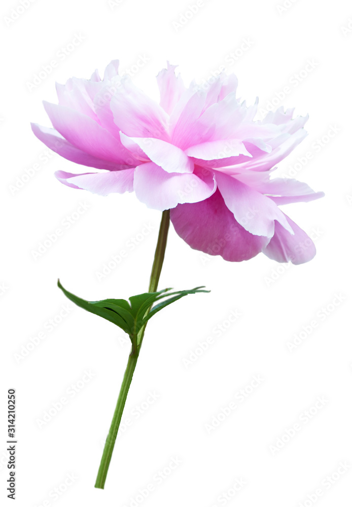 Beautiful peony flower on white background. Pink flower isolated.