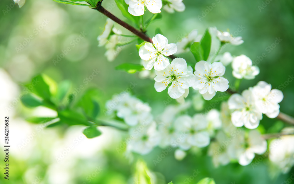 春天盛开的模糊梅花背景