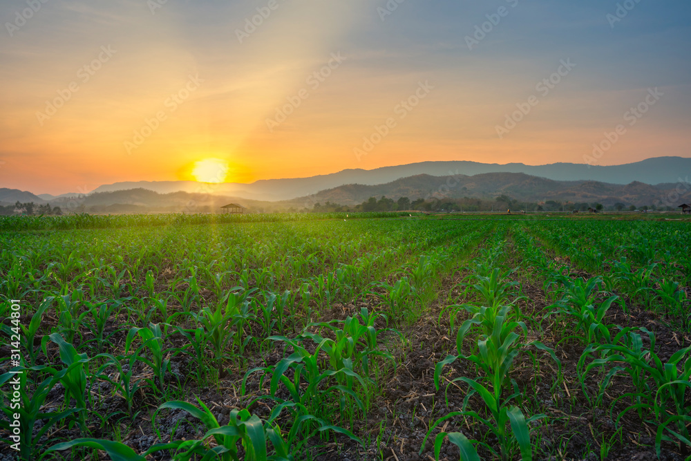 Maize seedling in the agricultural garden with the sunset, Growing Young Green Corn Seedling