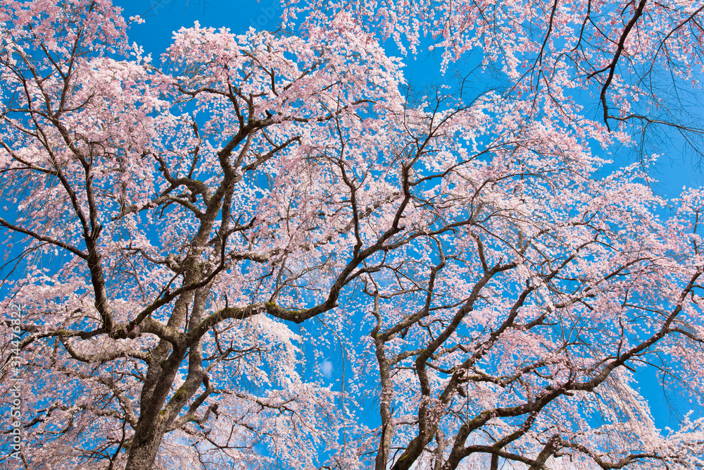 【春イメージ】満開の枝垂れ桜と青空