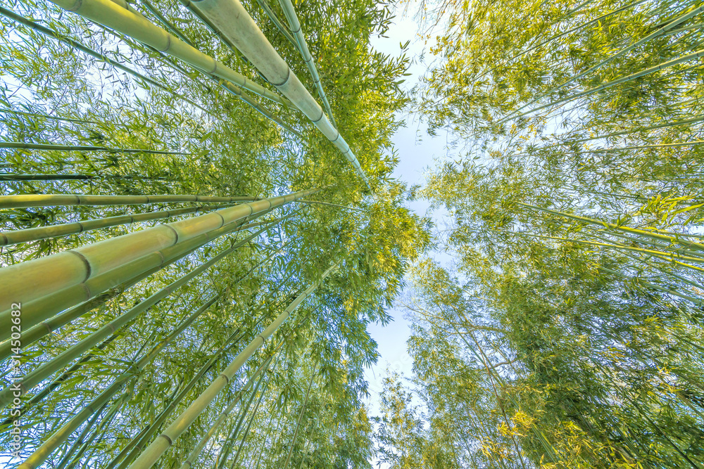 青空にそびえ立つ竹林