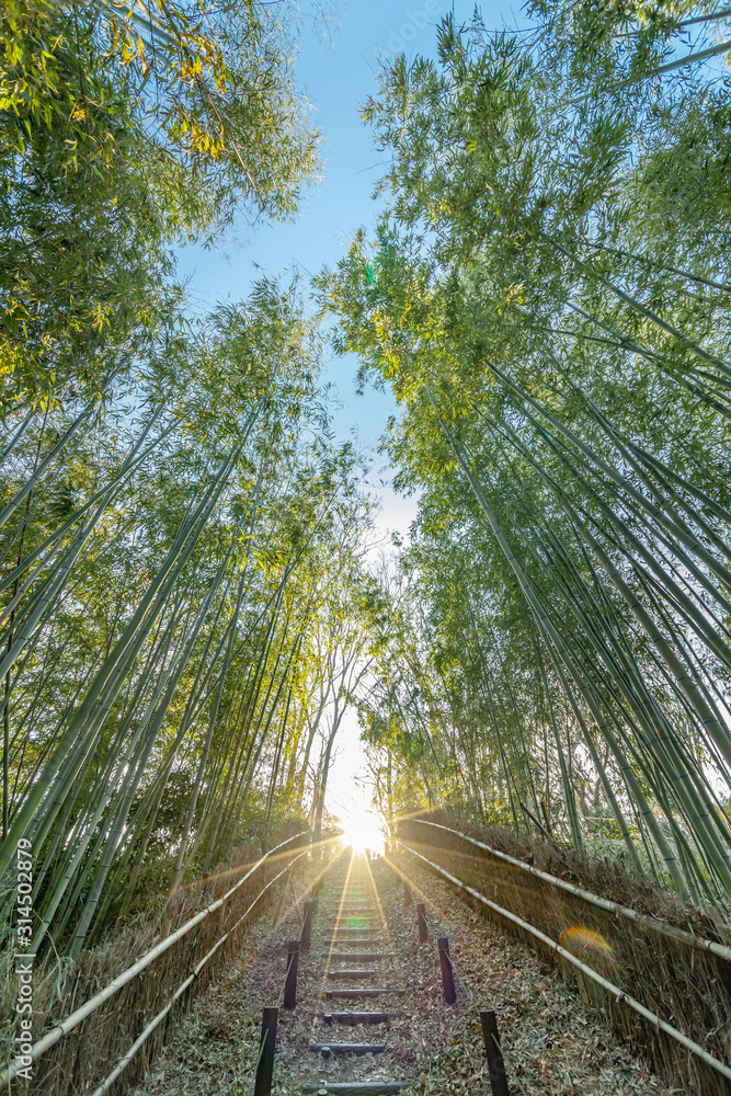 青空にそびえ立つ竹林