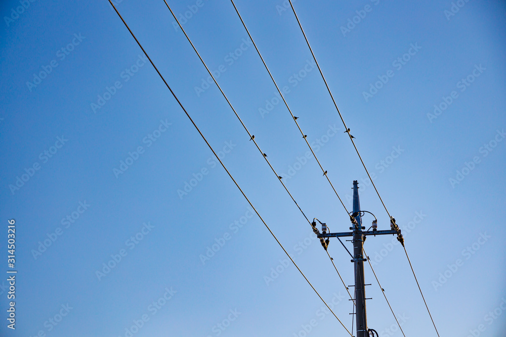 青空と電線に止まる雀