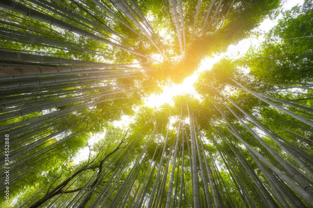 日本京都荒山公园的竹林