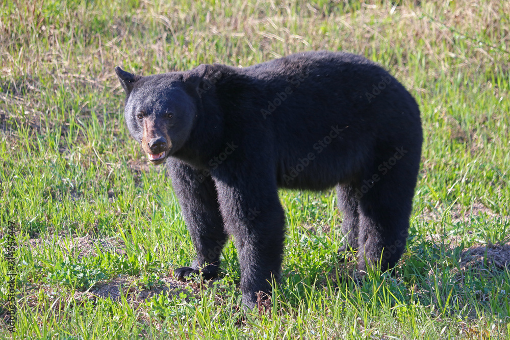 Black Bear Eating Spring Grass - Canada