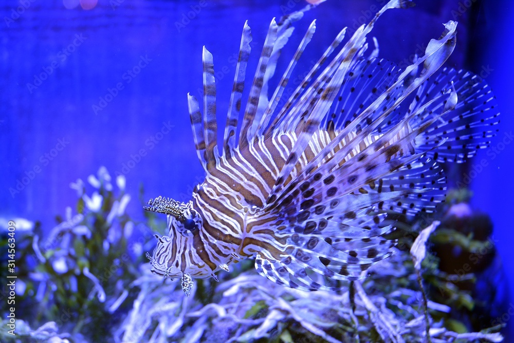 蓝色水族馆中常见的狮子鱼（Pterois volitans）特写