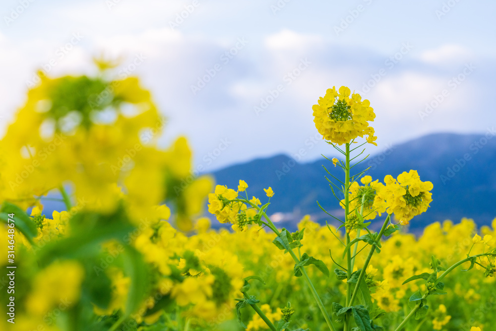 菜の花畑