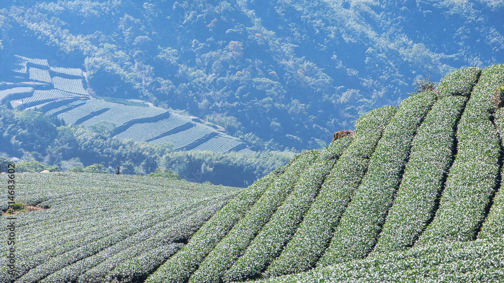 美丽的绿茶种植园，蓝天白云，清新茶的设计理念