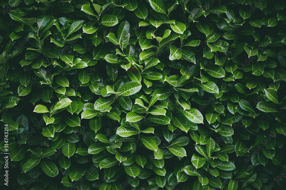 green leaves background wallpaper