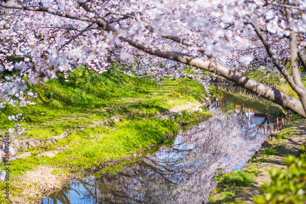 埼玉元荒川の桜並木