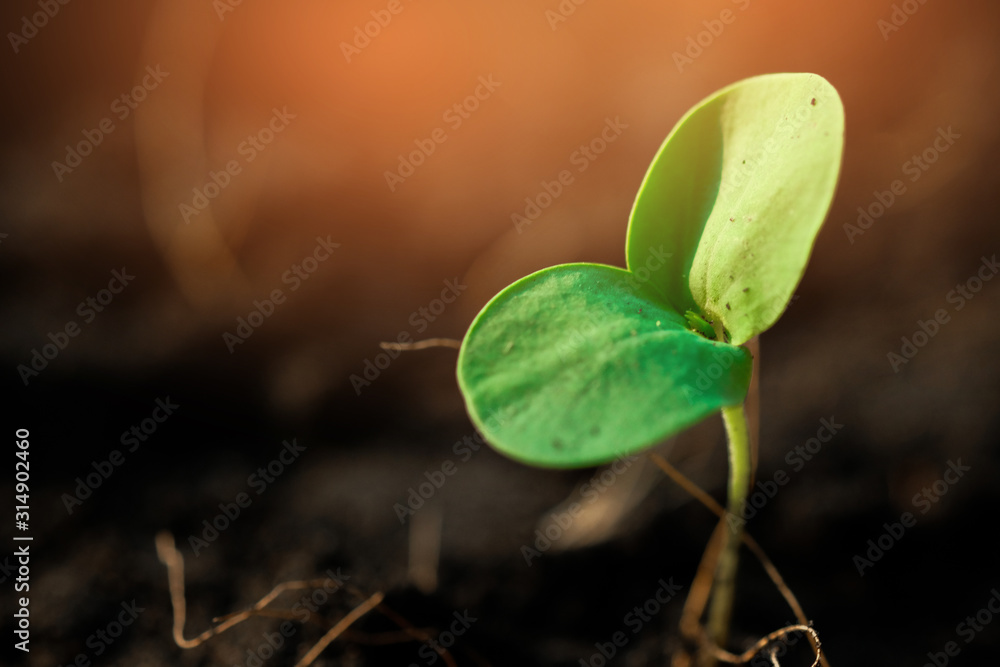 在花园里种植年轻的植物和美丽的晨曦。爱护环境-生态f