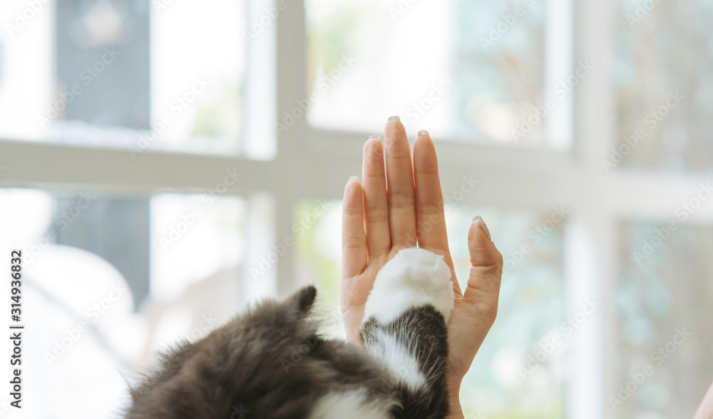 女人和可爱的猫在家里举起爪子击掌。宠物爱好者的概念