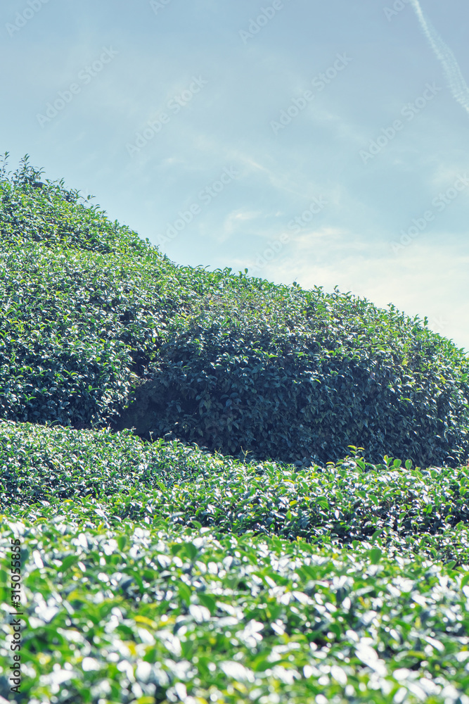 Beautiful green tea crop garden rows scene with blue sky and cloud, design concept for the fresh tea