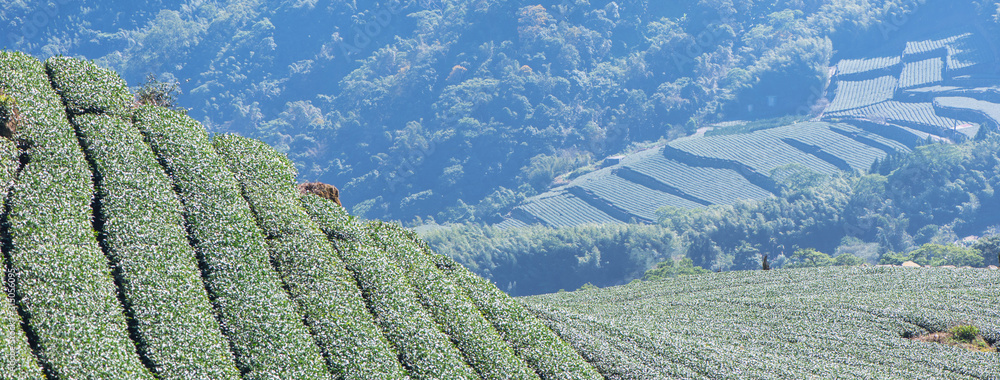 Beautiful green tea crop garden rows scene with blue sky and cloud, design concept for the fresh tea