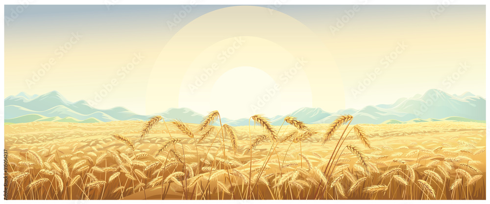 Rural landscape with wheat field with mountains and sunrise on background.